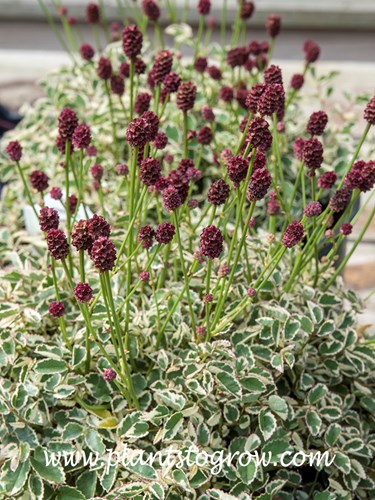 'Little Angel' Burnet (Sanguisorba minor)
